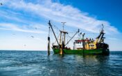 Balıkçılık Teknolojisi Mühendisi Maaşları 2024